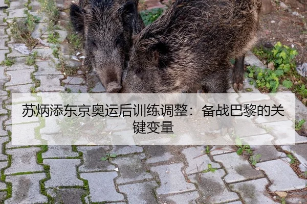 苏炳添东京奥运后训练调整：备战巴黎的关键变量